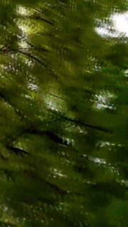 1551040118.gif